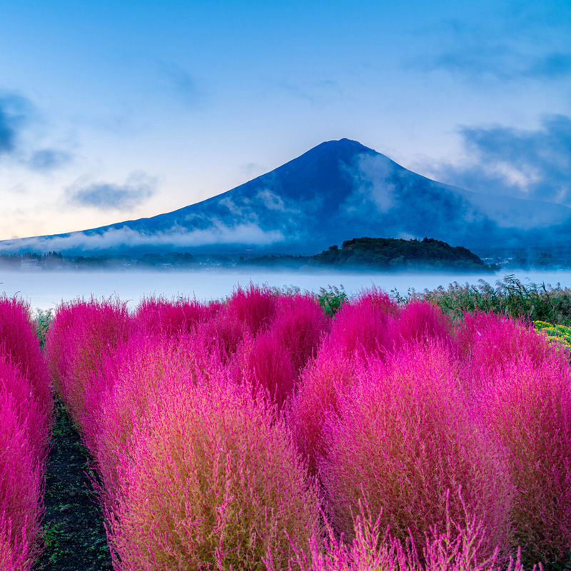紅葉したコキアと朝の河口湖から見る富士山【山梨県】